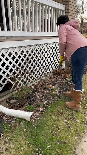 More rose pruning and fertilizing! These knockout roses are probably the easiest roses I’ve ever taken care of in my garden. I don’t think I’ve ever had anyone tell me their knockouts didn’t bloom! Not too much on my lazy raking…I’ll finish when I mulch 😂 #r#rosepruningr#rosefertilizers#springgardenprepg#gardencleanups