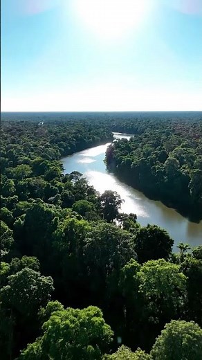 Amazon River Drone View