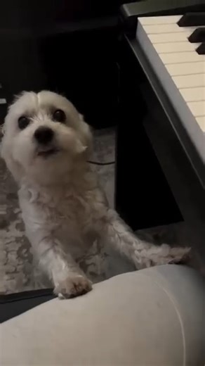 Flex enjoys listening to the piano. 💕 | Flex D