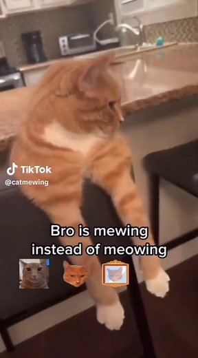 daily looksmaxxing orange cat on TikTok