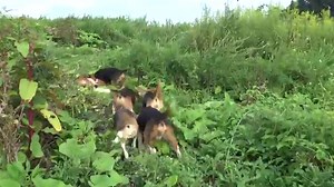 Skyview's Beagles Tune Up For Northern WV AKC SPO Field Trial