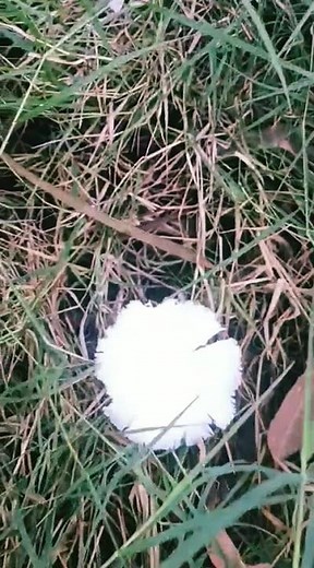 Field Mushroom (Agaricus campestris), also known as the Meadow Mushroom.