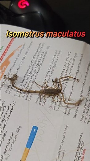 Lesser Brown Scorpion Arachnida