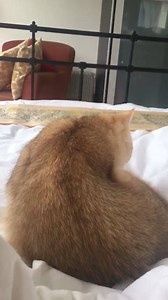 2.7K views · 3 comments | Molly on Reels | Facebook