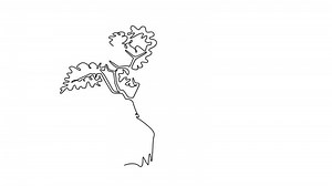 Animé soi dessin de continu ligne dessiner exotique et beauté marula arbre. décoratif sclérocarya birrea pour salutation Publier carte. monde tourisme et Voyage concept. plein longueur Célibataire ligne animation