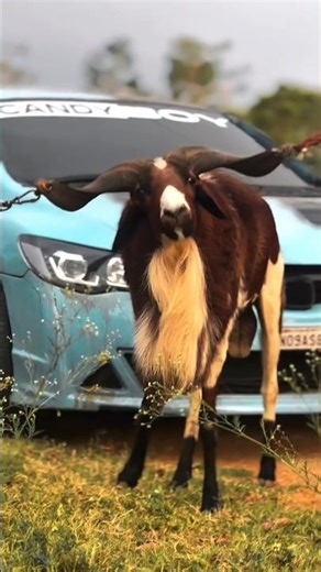 ஆண்டவபெருமாள் #trending #amaran #goat #car #ride #holiday #happy #animals #vairal #election #insta