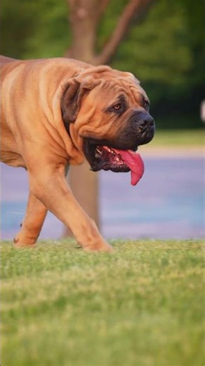 Where Top-Tier Boerboels Begin #boerboels #protectiondogs #bigdogs #boerboelbreeders