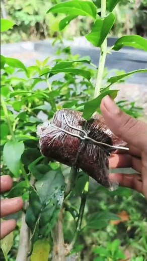 Simple Air Layering Method 🌿