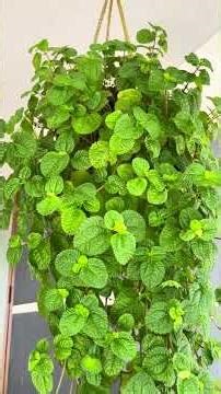 Creeping Charlie Plant