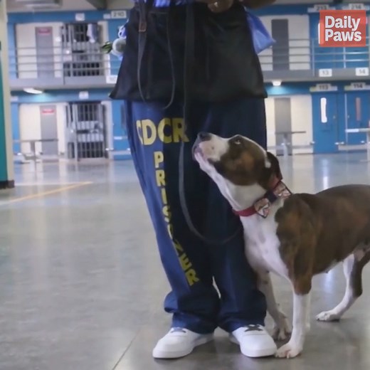 This story is sure to put a smile on your face! Paws For Life K9 Rescue rescues dogs from high-intake shelters and partners them with incarcerated trainers to help make them more adoptable. Click here to learn more about this amazing organization--> bit.ly/3IiQkv2 | Daily Paws