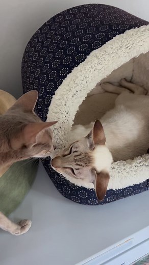 Princess Sonny and Princess Banks. | UltraVires Oriental Shorthairs