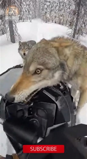 POV: Your snowmobile gets stuck, and then the pack shows up. I thought I was done for. That bite was REAL. #wildlife #WildAnimalEncounters #WolfPack #Snowmobile #WinterSurvival #Canada | Wild Animal Encounters