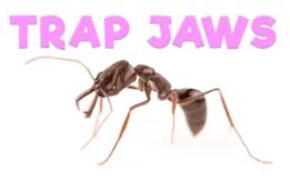 【转载】具有“陷阱颚”的蚂蚁
