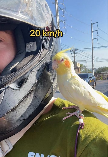Cockatiel Bird: Cute Pet Behavior & Health