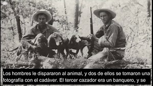 La Onza es un felino que, se cree, habita en las montañas de Sinaloa y en otras regiones del norte de México. Se trata de un críptido, es decir, de un animal no reconocido por la ciencia, pues, jamás ha sido estudiado, y se trata prácticamente de una leyenda que cuenta la gente que ha visto o incluso, convivido con este feroz felino. Tanto Cristobal Colón, como Bernal Díaz del Castillo, escribieron sobre un felino que no había en Europa, al que describieron como "una cruza de gato con lobo", deb