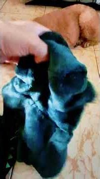 Bộ jumpsuit 4chân khủg log size XXL #thanhhuonglotus #viralshort #lotusshop #thanhhuonglotusshop