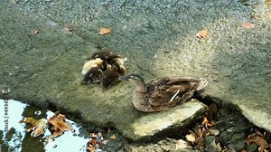 mère Canard et ses canetons