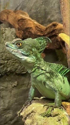 Lizard that Walks on Water Green Crested Basilisk - nicknamed “Jesus Christ lizard.”