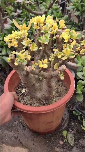 Pruning a Jade Plant to Look Like a Miniature Tree (Bonsai Style)