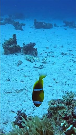 Amazing nemo swims in from the blue straight into its anemone home moment – you won’t believe this