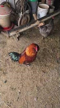 Getting Up Here LATE! #WhittAcres #enjoynaturetoday #homesteadinglife