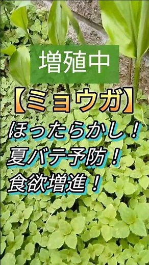 【ミョウガ/無肥料】日陰で育つ！黄色い花が咲くよ!#ミョウガ#こぼれ種 #アースイーターズ #家庭菜園 #農業 #自然農