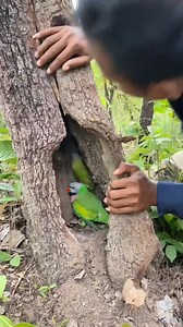312K views · 2.6K reactions | Men catch parrot in a tree hole #tree #birdnest #birdsbeauty #nature #parrot #birds #wildlife #pet #reelsfbシ #fbpost2024 #reelsvideoシ #birdlife #parrotlife #parotlive #feedparrot #birdlife #birdsofinstagram #parrotsofinstagram | Peaches Bell | Facebook