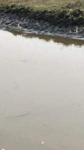 Big Fish | Daily Fishing Life