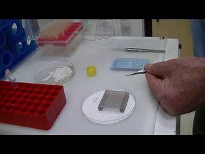 How to prepare a specimen for the Electron Microscope- Part 1
