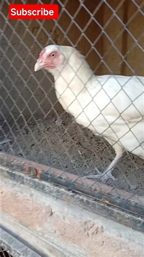 My Fluffy Hen Lost Her Mind 🐔🤯 | Funniest Chicken Short Ever 😂