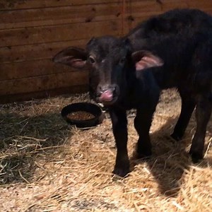 Can't wait for our water buffalo babies to finish being bottle fed! I want to give them hugs and kisses every day!! 󾬓❤️󾬓❤️❤️ | The Barnyard Sanctuary