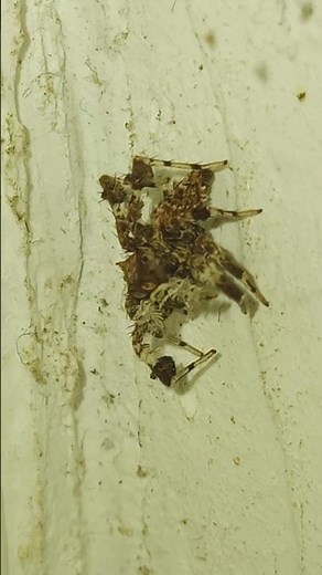 Nature’s Smartest Assassin: The Portia Fringed Jumping Spider! 🕷️🧠