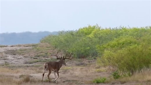 2.7K views · 3.5K reactions | Volume Up!! When your heading back to camp and a big buck runs across the Sendero while your jamming to Christmas tunes!! Run Run Rudolph was playing and this giant 4yr old was inspired!! Sorry for the video quality he’s about 250yds away and I’m free-handing my camera from passenger seat. @drewmartin3810 | CottonSeed Bale | Facebook