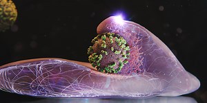 How influenza viruses enter our cells