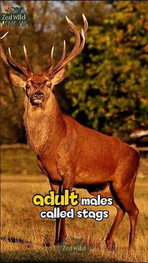 Hidden World of Red Deer | Animal Documentary Short