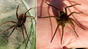 Britain’s biggest spider is the size of your hand - and they're multiplying in the UK