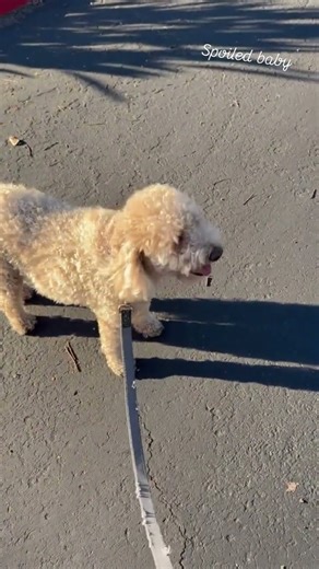 Brawadis Spoiled Dog