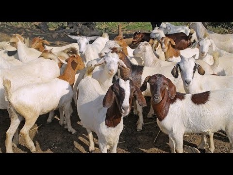 Goat farming #routine management #deworming #vaccination