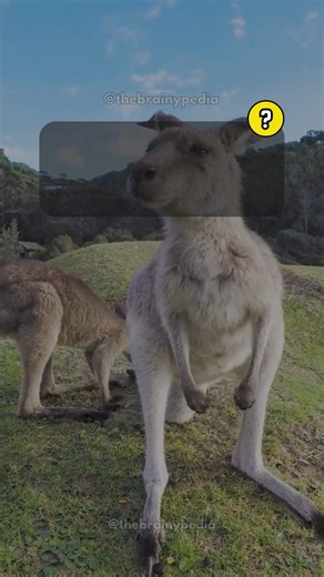 485K views · 10K reactions | Animals Trivia Facts Quiz Game. Interesting Facts About Animals You Should Know. Follow us for more fun quizzes and interesting facts. . . #BranyPedia #facts #triviachallenge #interestingfacts #quiz #quizvideos #funfacts #QuizTime #TriviaTime #didyouknowfacts #DidYouKnow #moreyouknow #awesomefacts #triviaquiz #quizgame #triviaquiz | Brainypedia | Facebook