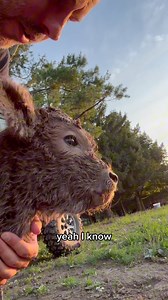 241K views · 7.6K reactions | Betty’s calf isn’t nursing… can Adam help him? 凉 (Full Video In Profile) #fluffyfeatherfarm #fluffycow #highlandcow #calf #babyfarmanimals | Fluffy Feather Farm | Facebook