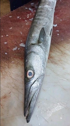 Barracuda fish filleting | How To Fillet BARRACUDA!