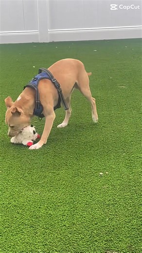 Meet Houdini – The Great! This charming one year old American Staffordshire Terrier/Lab mix is ready to bring a little magic into your life! Houdini has already mastered "sit" and "down" and is eager to impress his future family. He gets along well with other dogs but would do best in a home without cats. With his captivating eyes and loving personality, Houdini is ready to make your worries "disappear"! Come meet this fun lovable boy! 🐾Houdini: https://www.animalhouseshelter.com/pets/houdini/ 
