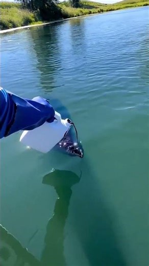 El Líquido Azul Que Sorprendió a Internet 💙