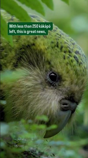 BOOM! Great news for Kākāpō