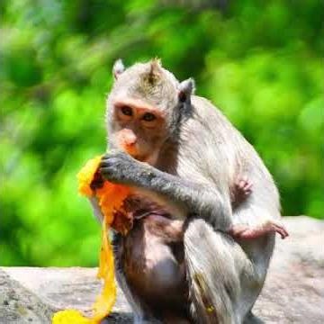 Love mini baby monkey hug mom
