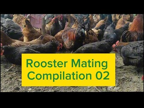 Witness the Rooster Mating Like Never Before -02 #agrofarm