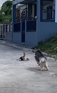 Grabe nman Ranger para ka ginutom | Husky Pack TV Vlogs