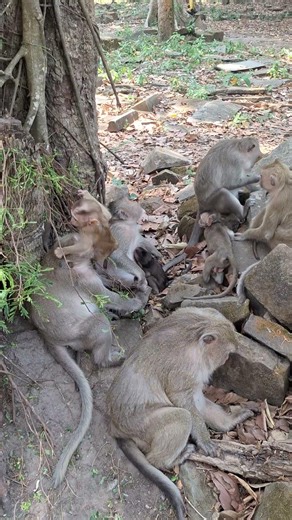 Angkor Monkey Family, #1754. #shorts