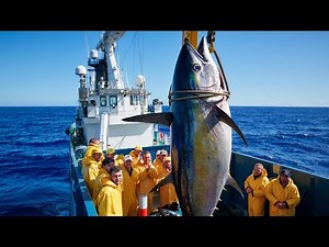 The Fishing Technique That Helps American Fishermen Catch Millions of Marlin and Bluefin Tuna