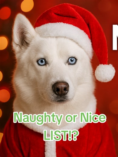 Our Husky Gets Christmas Presents! #MerryChristmas #Christmas #husky #funnydog #funnyanimals